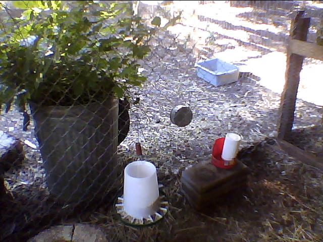 Chicken yard side