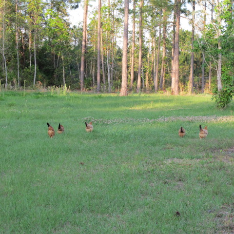 chicken yard