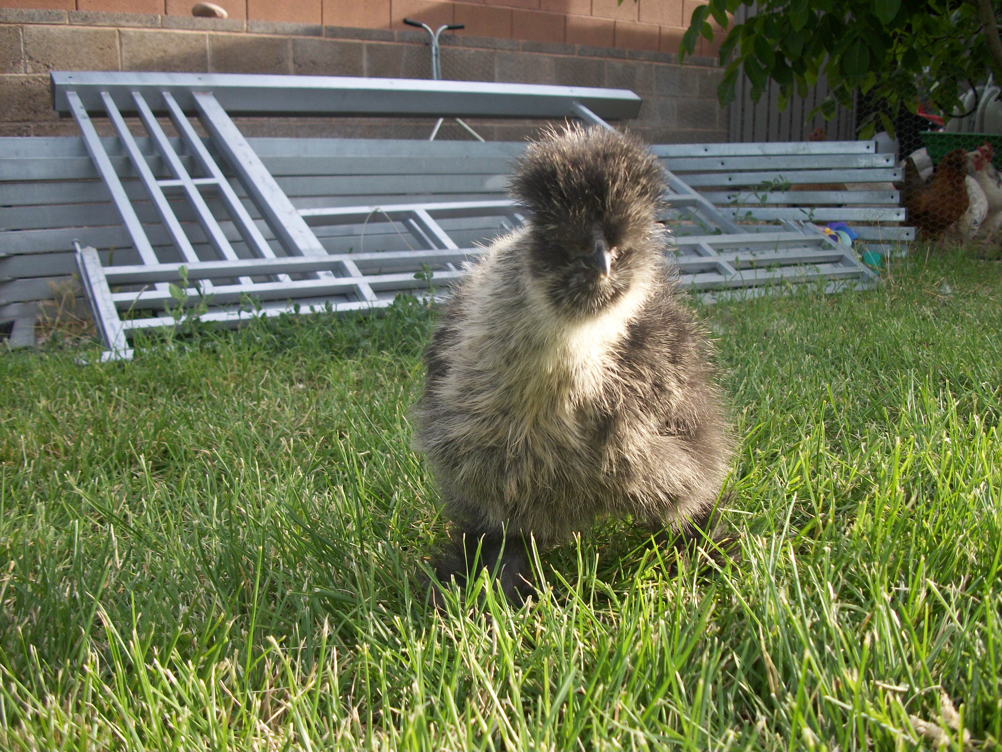 Chicken