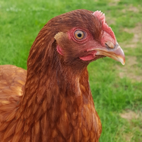 Chicken