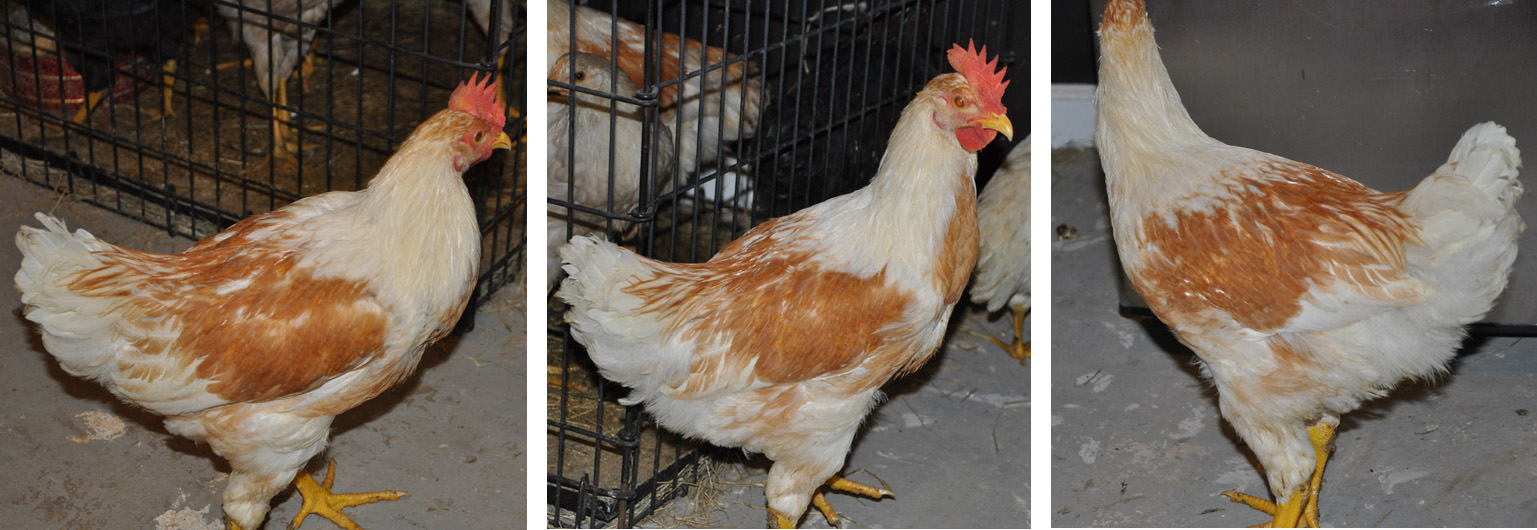 Chicken1.jpg - there are two chickens that look almost identical. (We haven't named them yet).