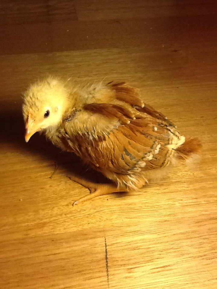 Chicken1
