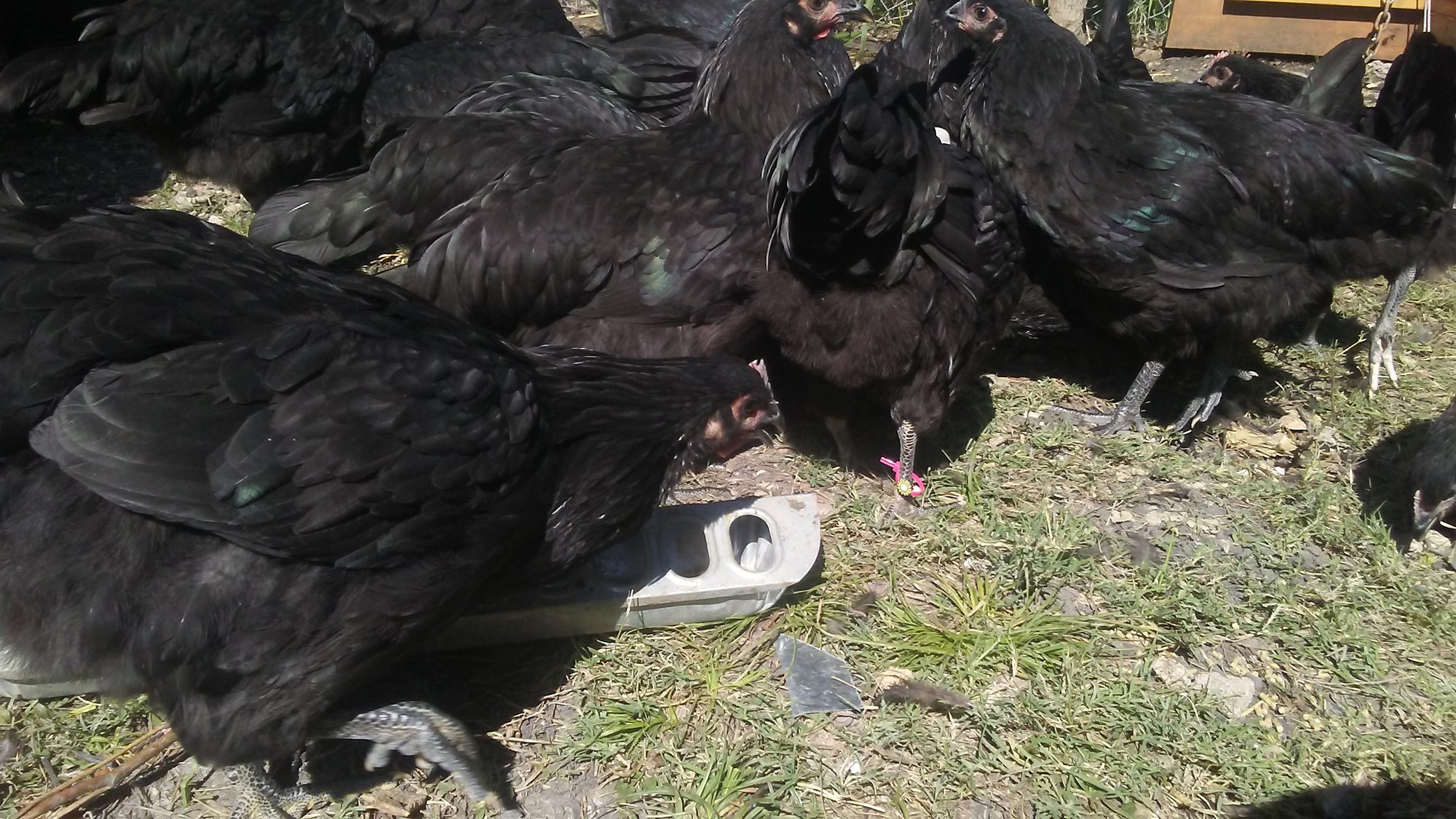 Chicken_Bling