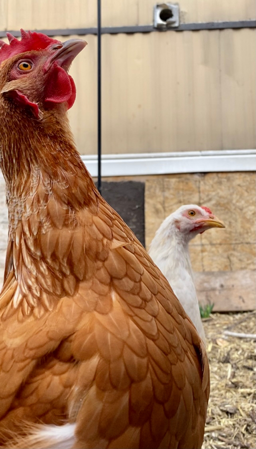 Chickenjump.jpeg