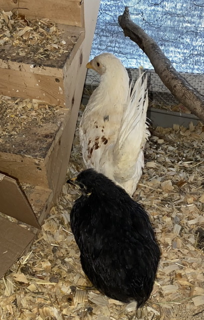 Chickenmath.jpeg
