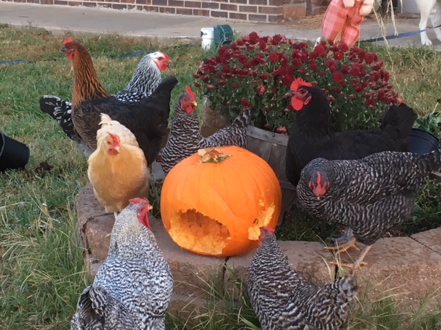 Chickenpumpkin2