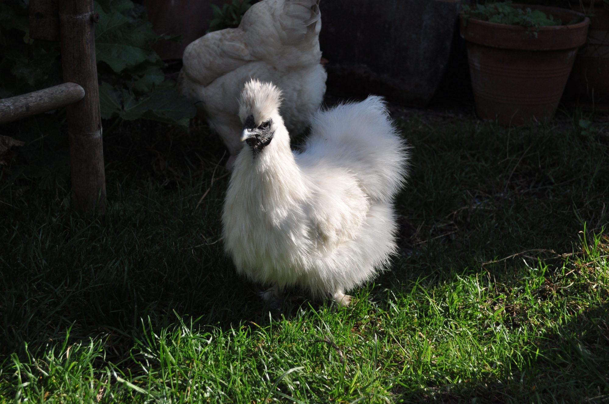 ChickenRedSweetie-Pie2LadyGagaPrincessConswalaHammockBannana, We couldn't decide on a name so we called her all of them!