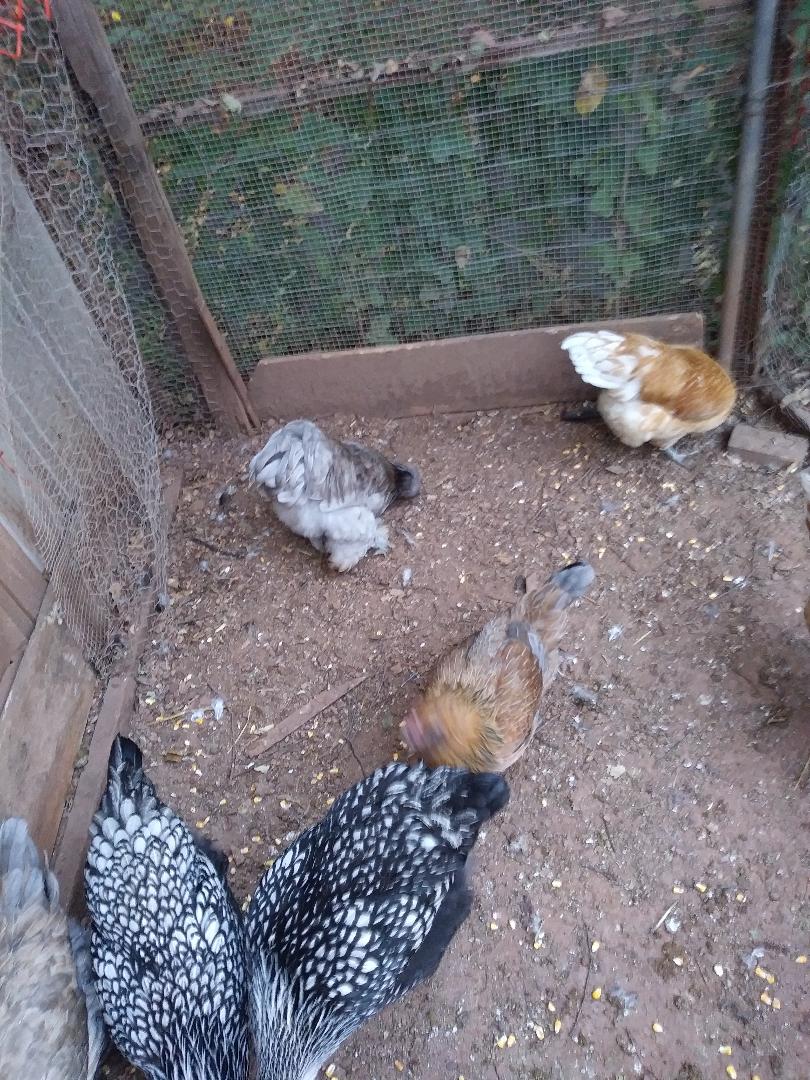 Chickens 2