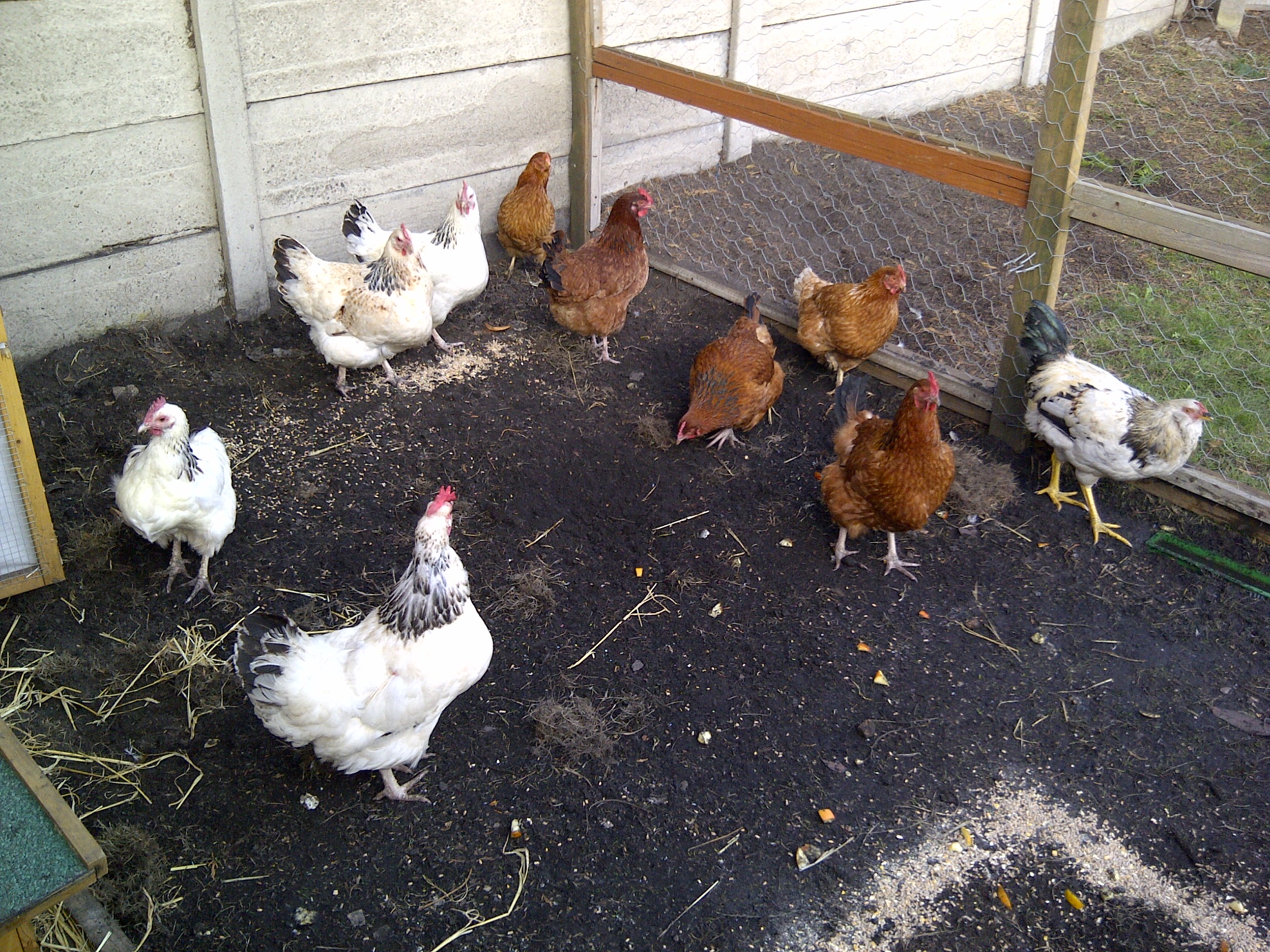 CHICKENS 332.jpg
