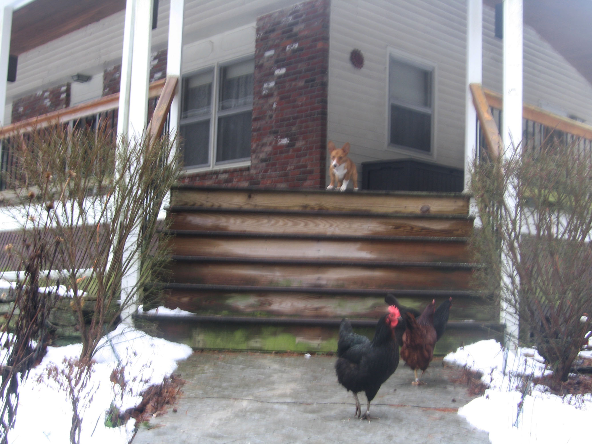Chickens and Corgi Pup (Rohan)
