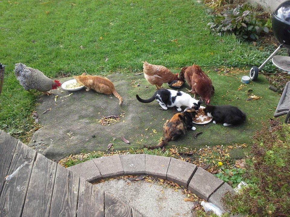 Chickens and Kittens having an afternoon snack
