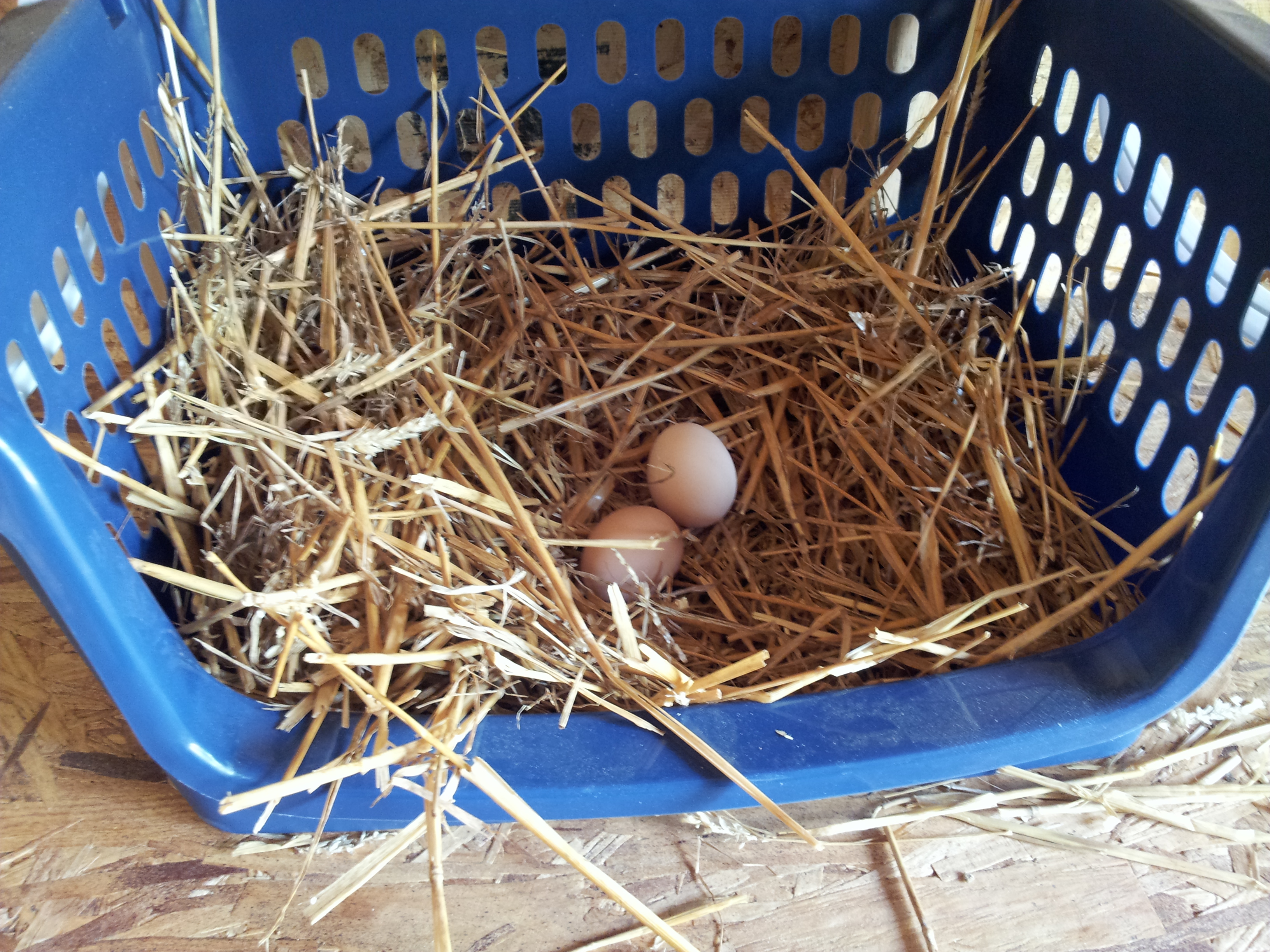 Chickens approve of the nesting boxes