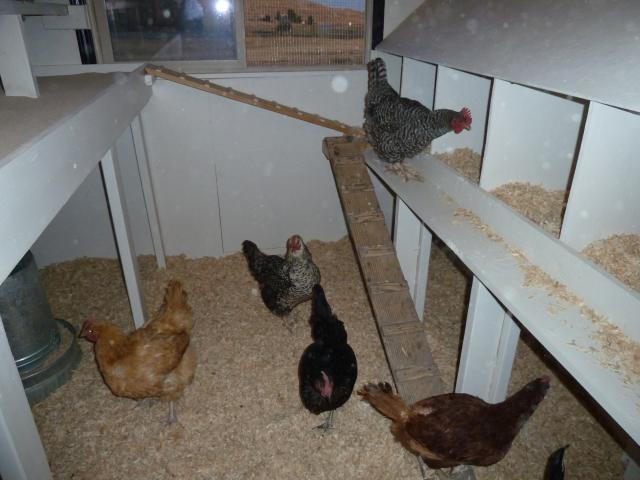 Chickens are the most curious birds!  They wanted to know everything that we were doing.  I put their food and water in here.  For our cold winters, I have a heater under the water. My husband ran electricity to the coop, so we have lights on timers for winter as well.