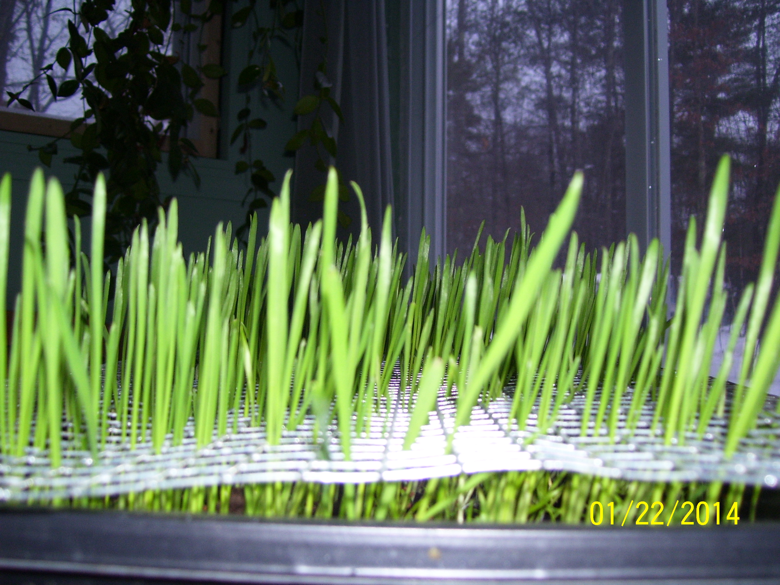chickens can get the greens, but cannot scratch up the roots. it will grow back several times before "giving up." Then, re-plant seed.
