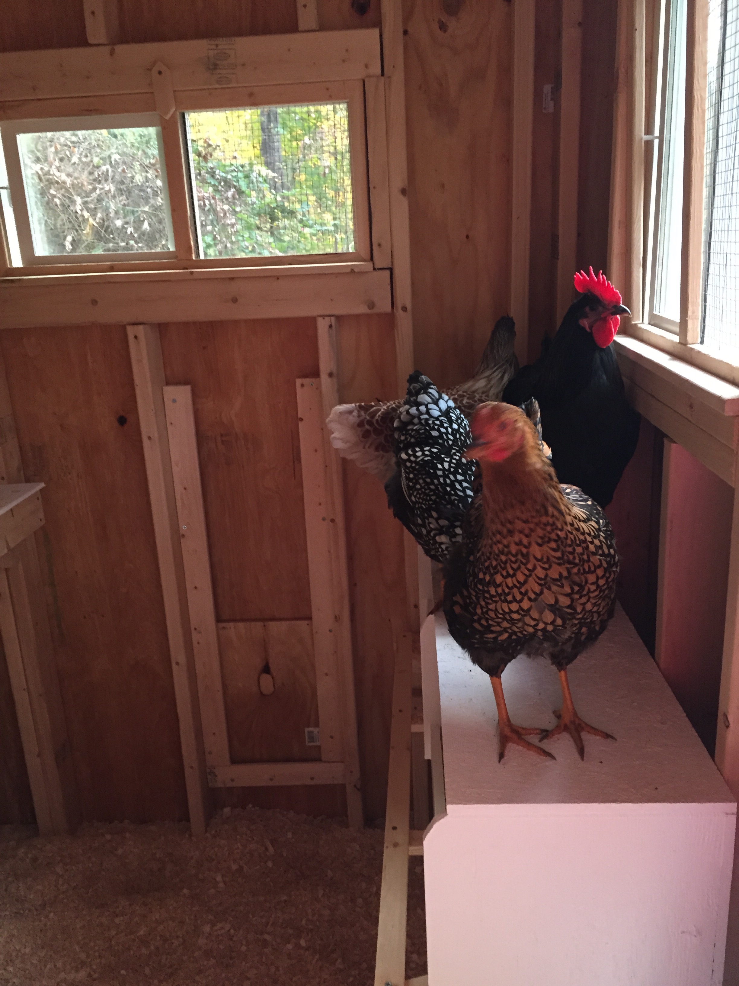 Chickens checking out their new digs.