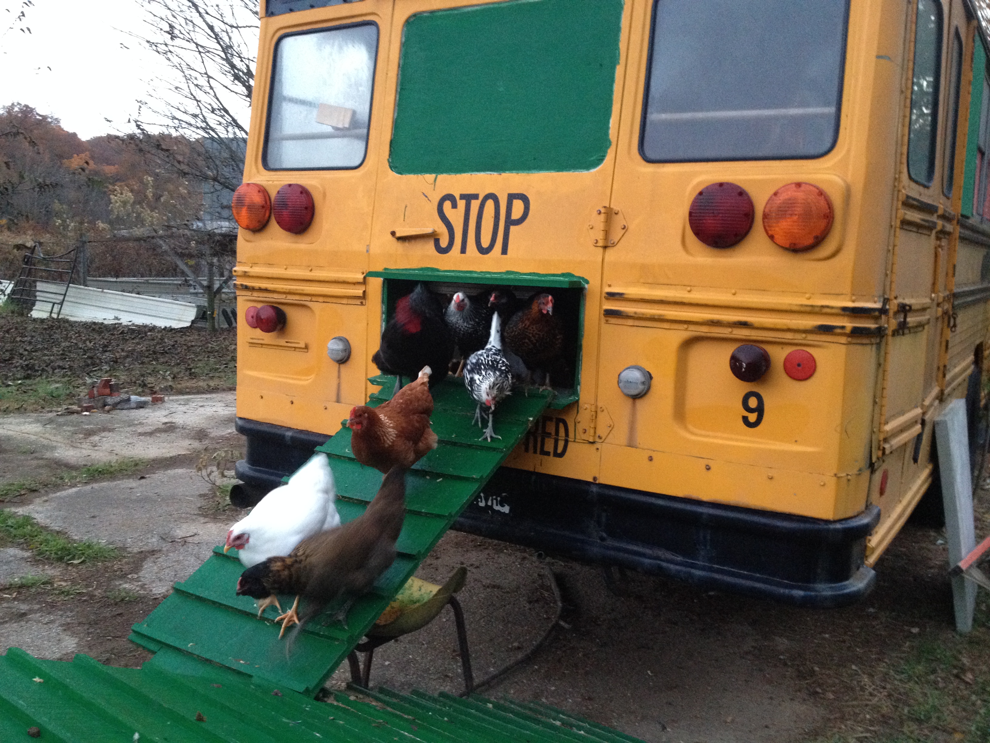 Chickens coming out of Bus Coop in the morning.