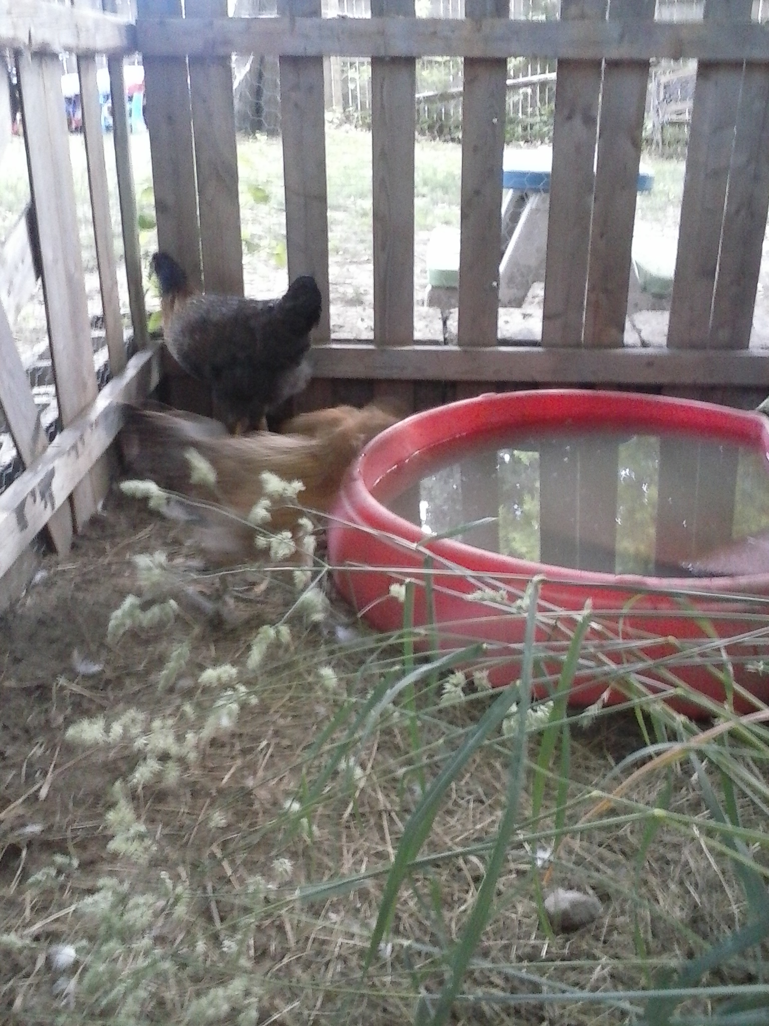 chickens did grate with this little pond