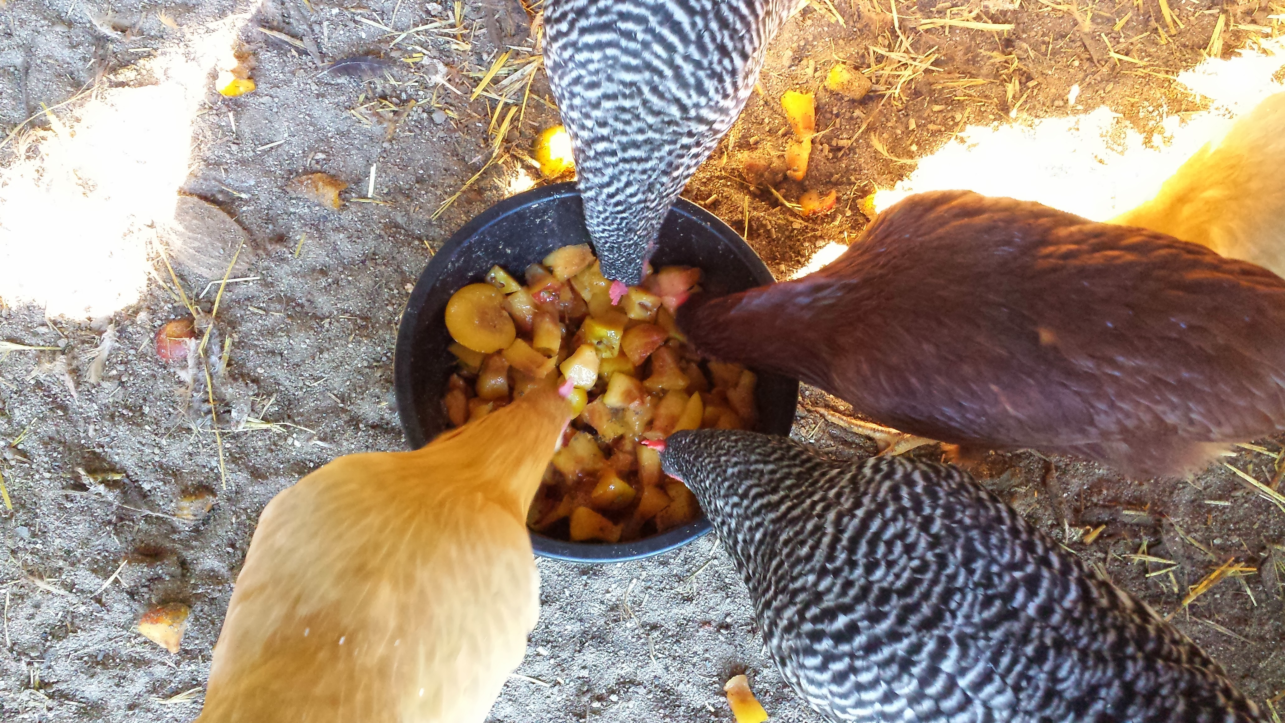 Chickens enjoying a summer day in the run.