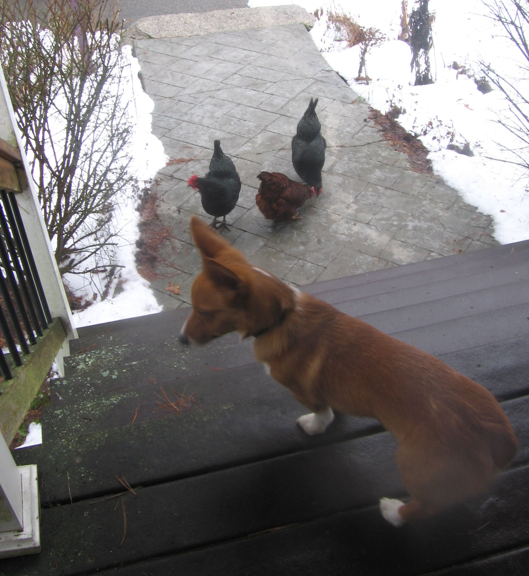 chickens everywhere!