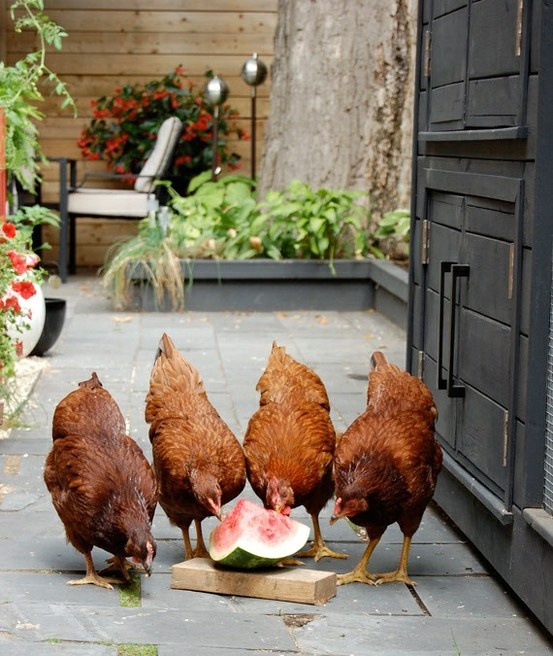 chickens feasting on a piece of watermelon