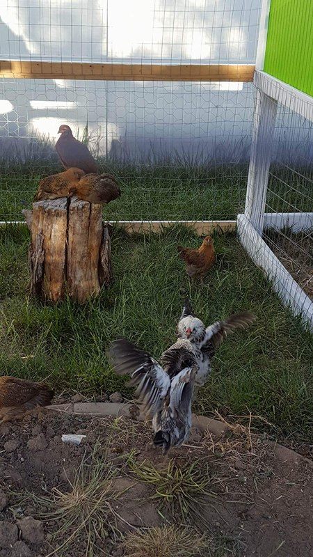 Chickens fighting
