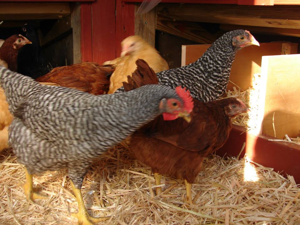 Chickens first day in the coop. Checking it out.