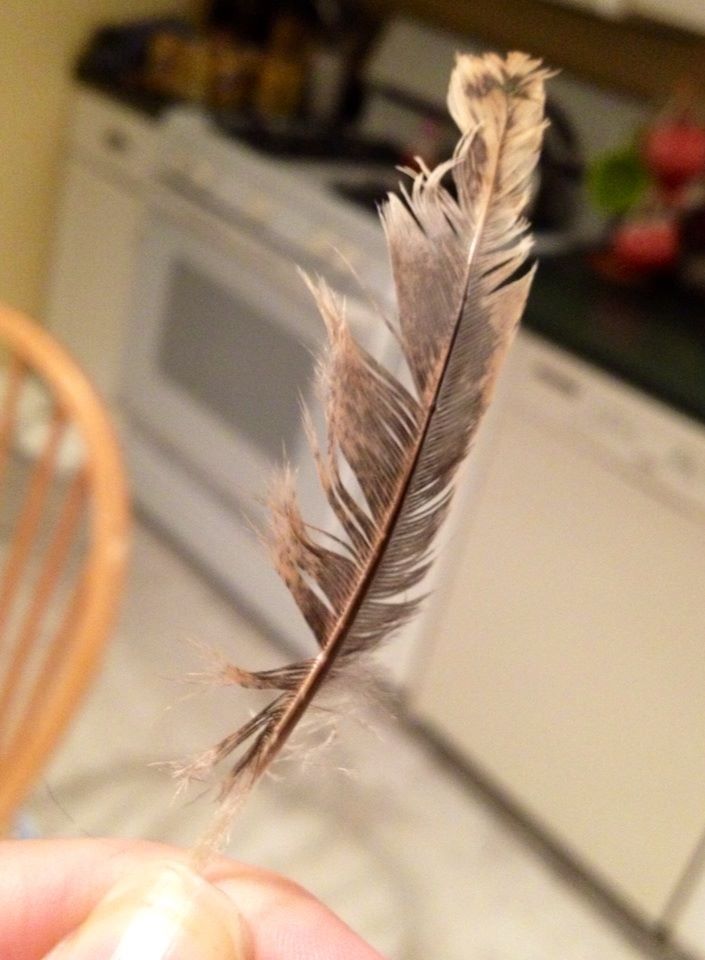 Chicken's first feather from a while ago