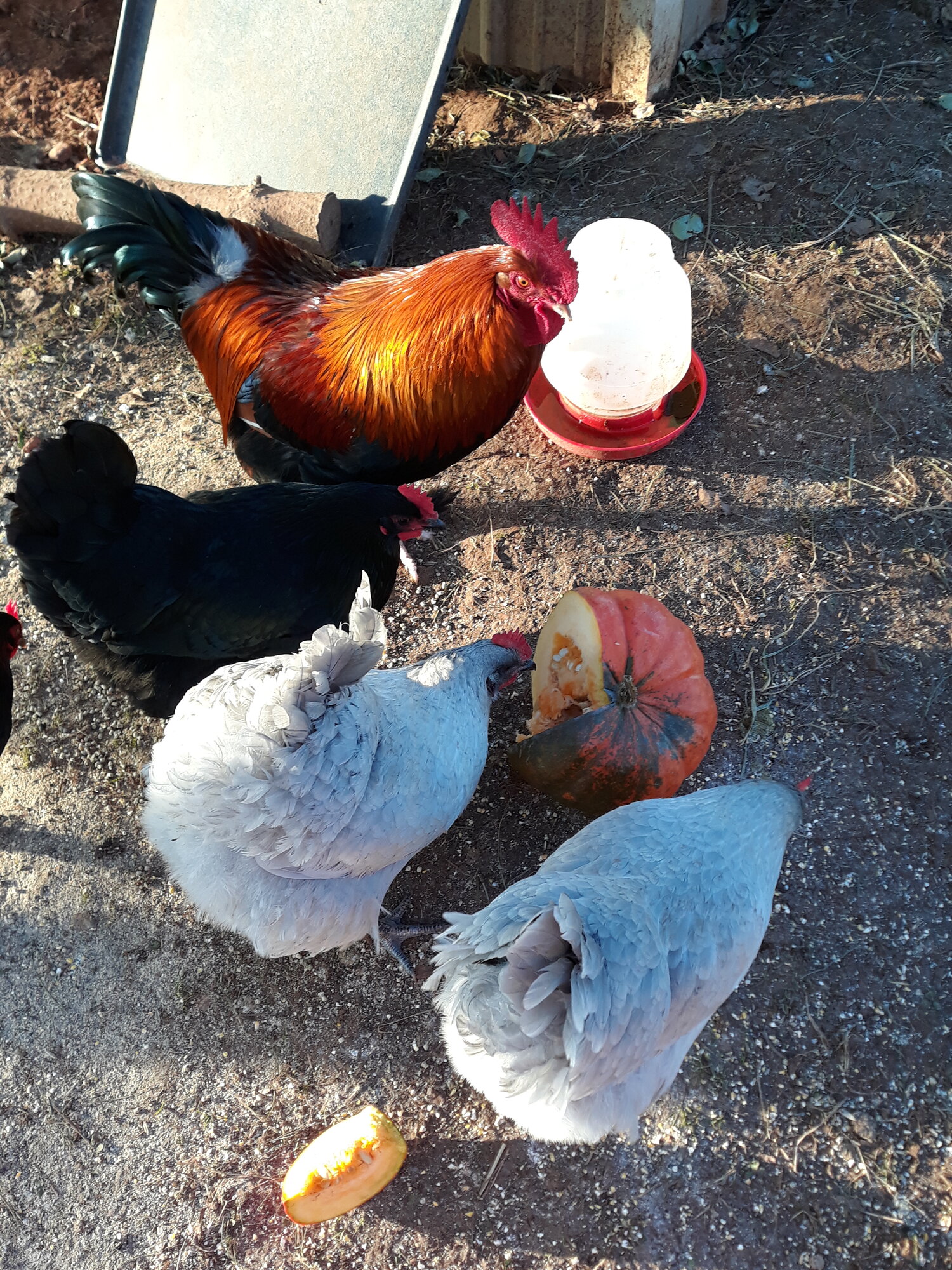 Chickens first Pumpkin