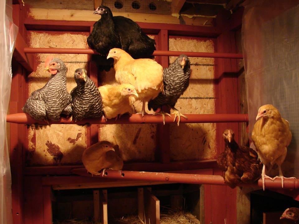 Chickens found the rungs in no time.