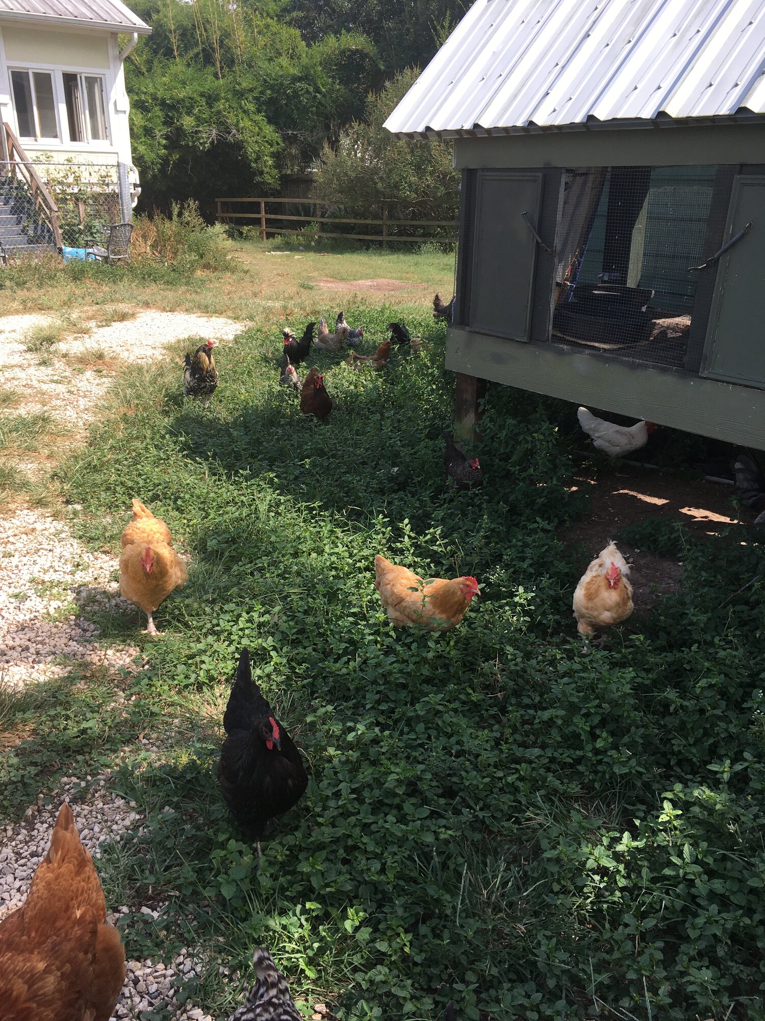Chickens Free Ranging