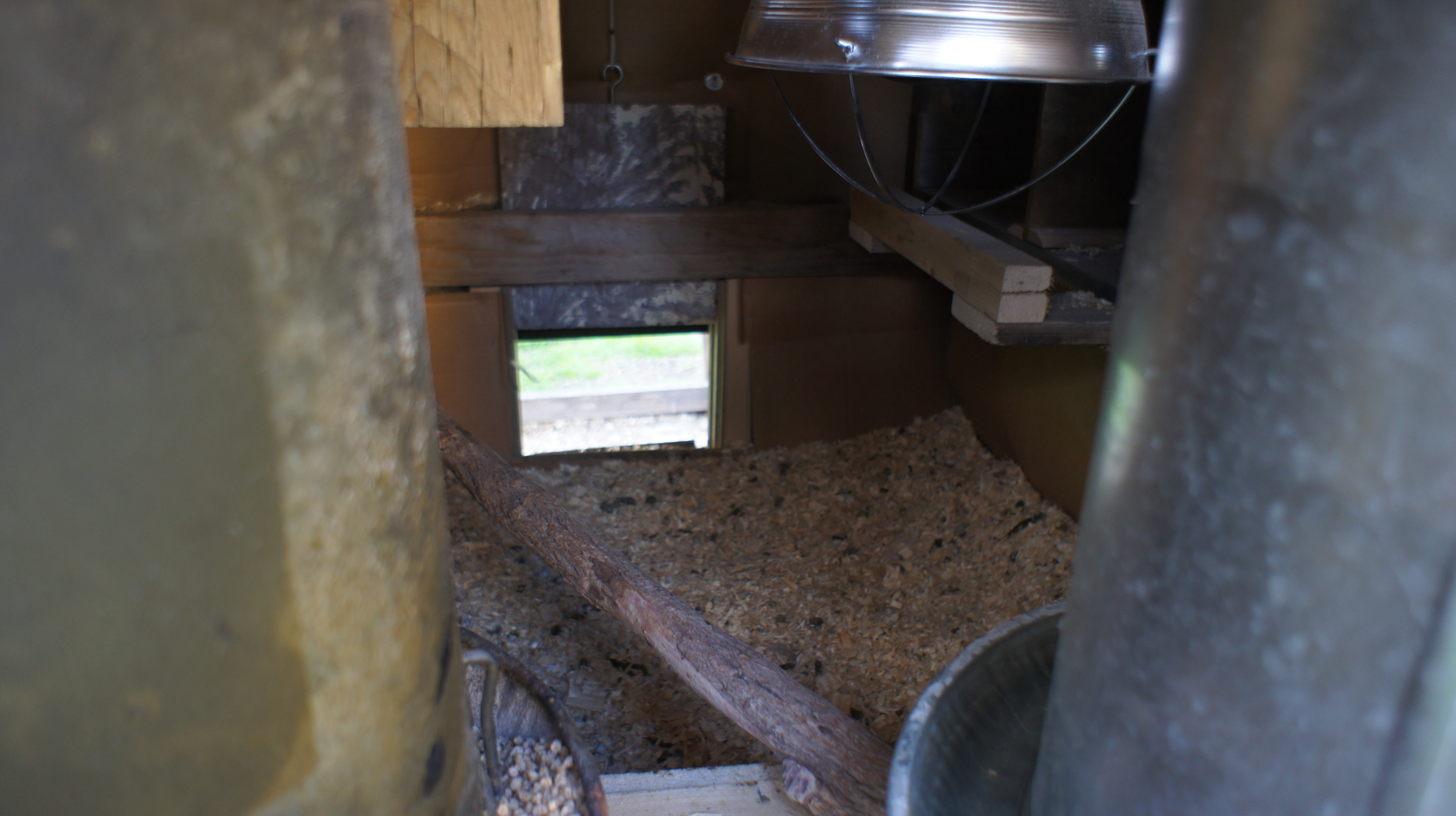 Chickens haven't started roosting yet, so I put in a lower roost.