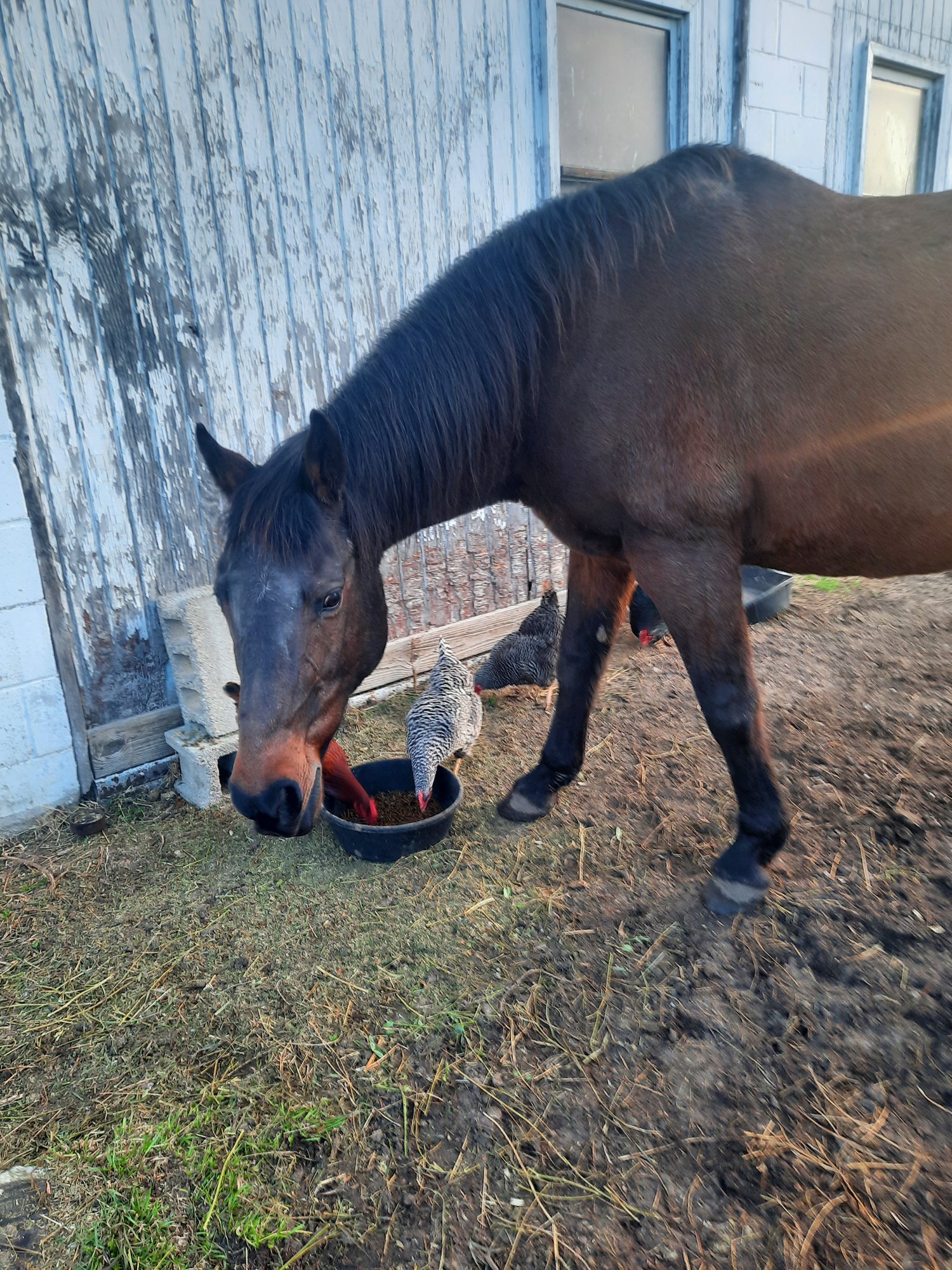 Chickens helping horse eat pellets!