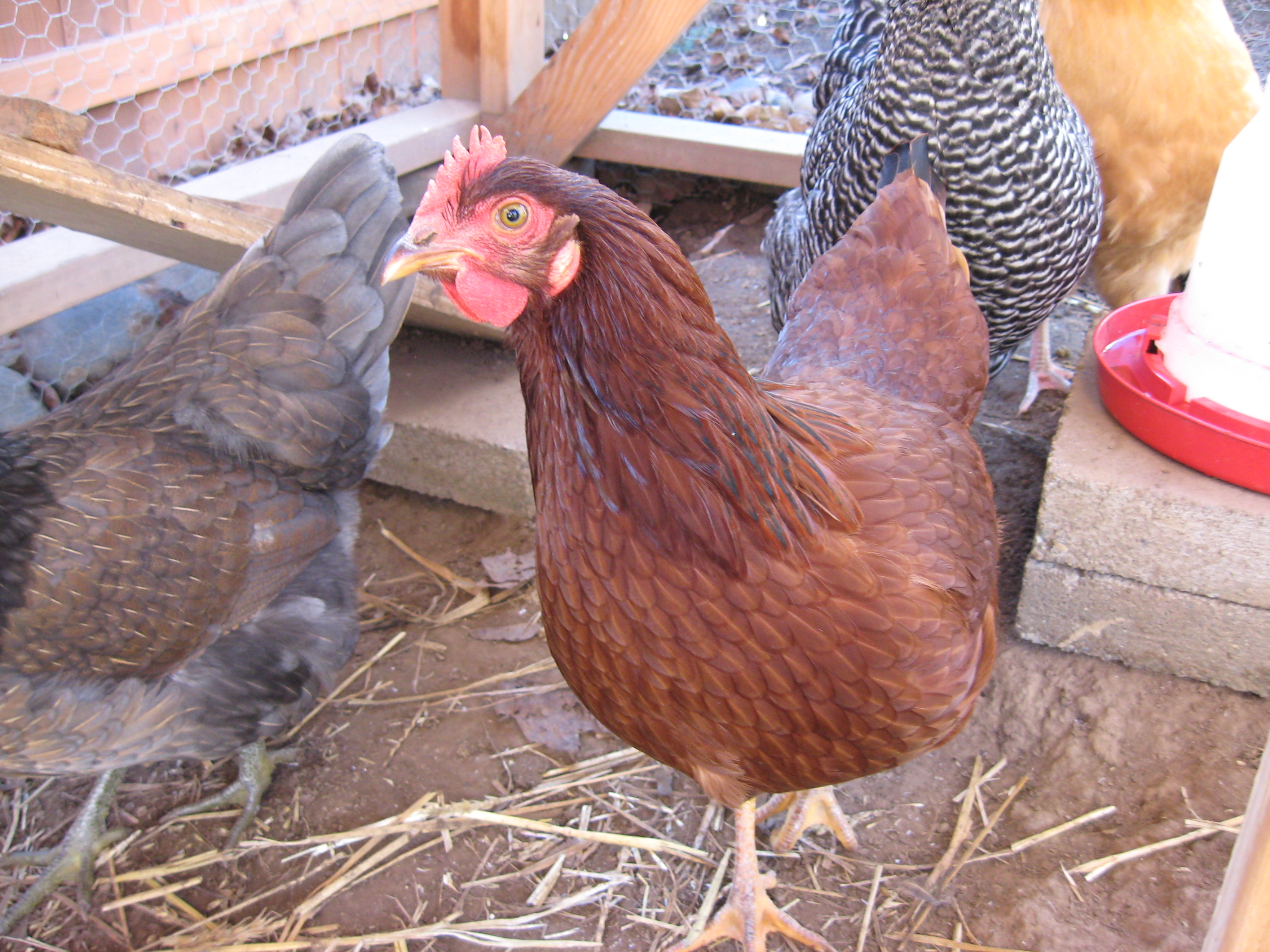 Chickens in 2009