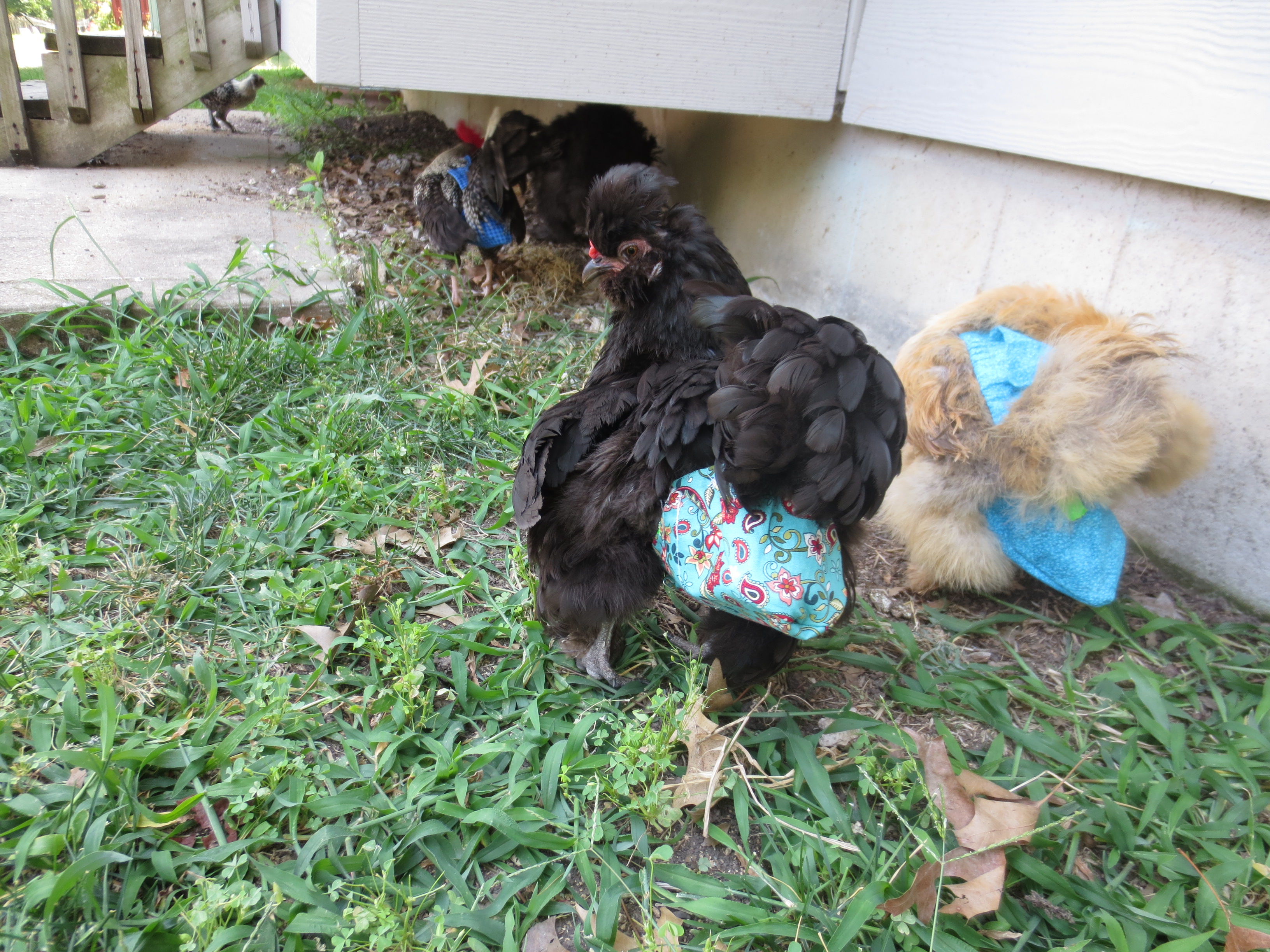 Chickens in diapers