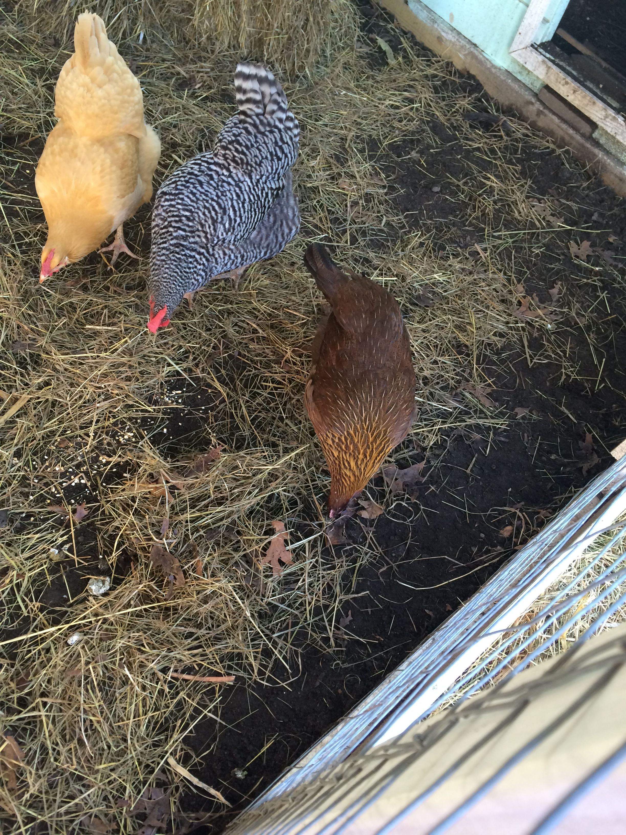 Chickens in hay