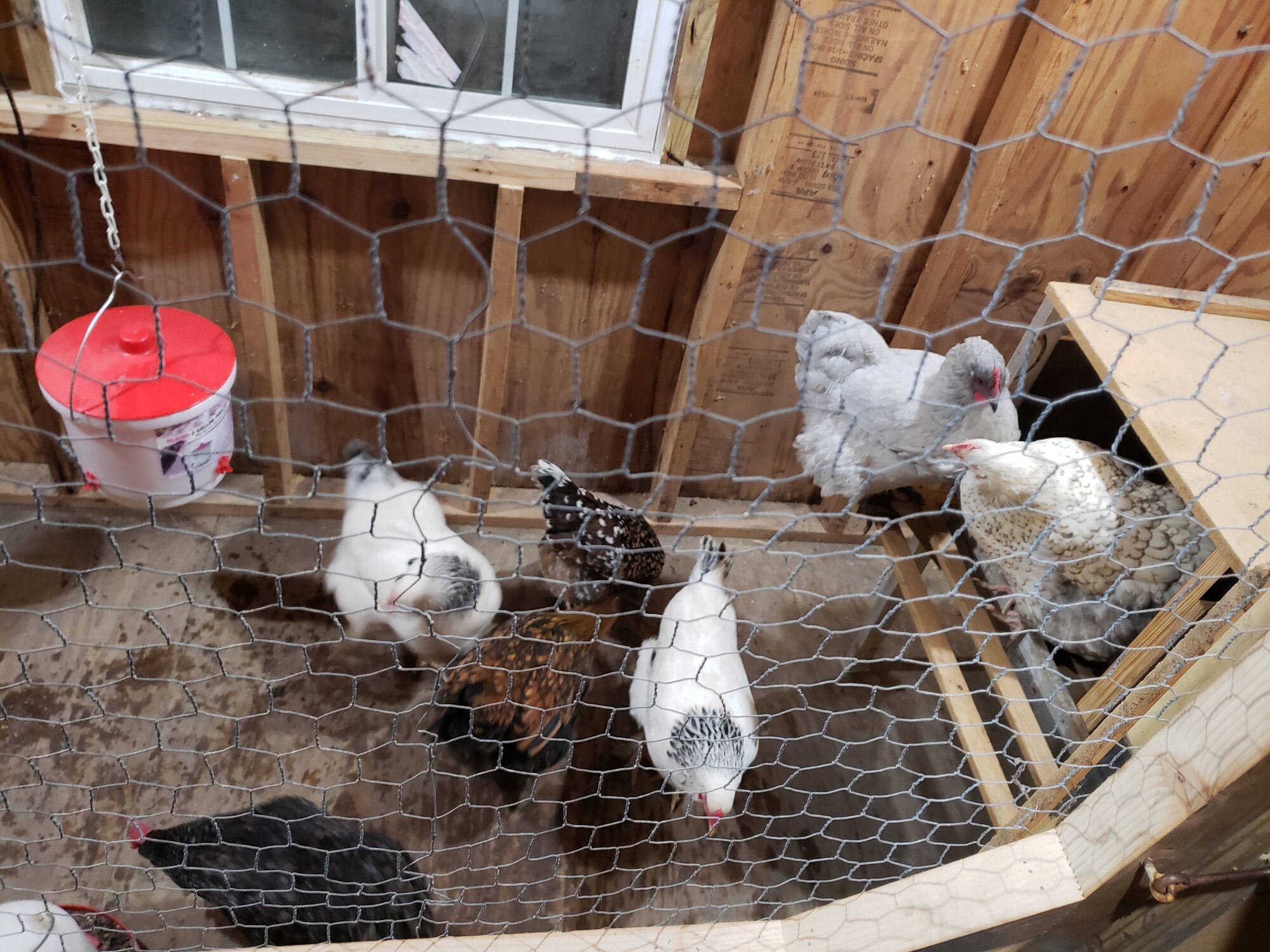 chickens in - shed coop build