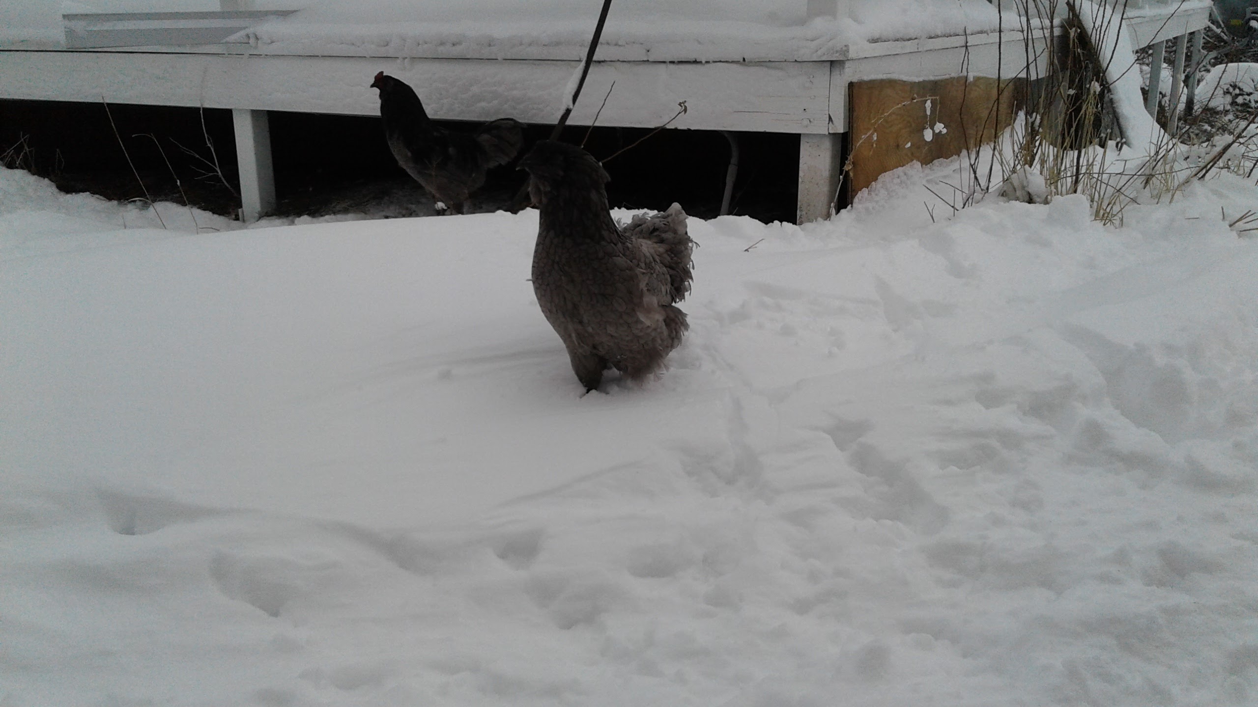Chickens in snow.