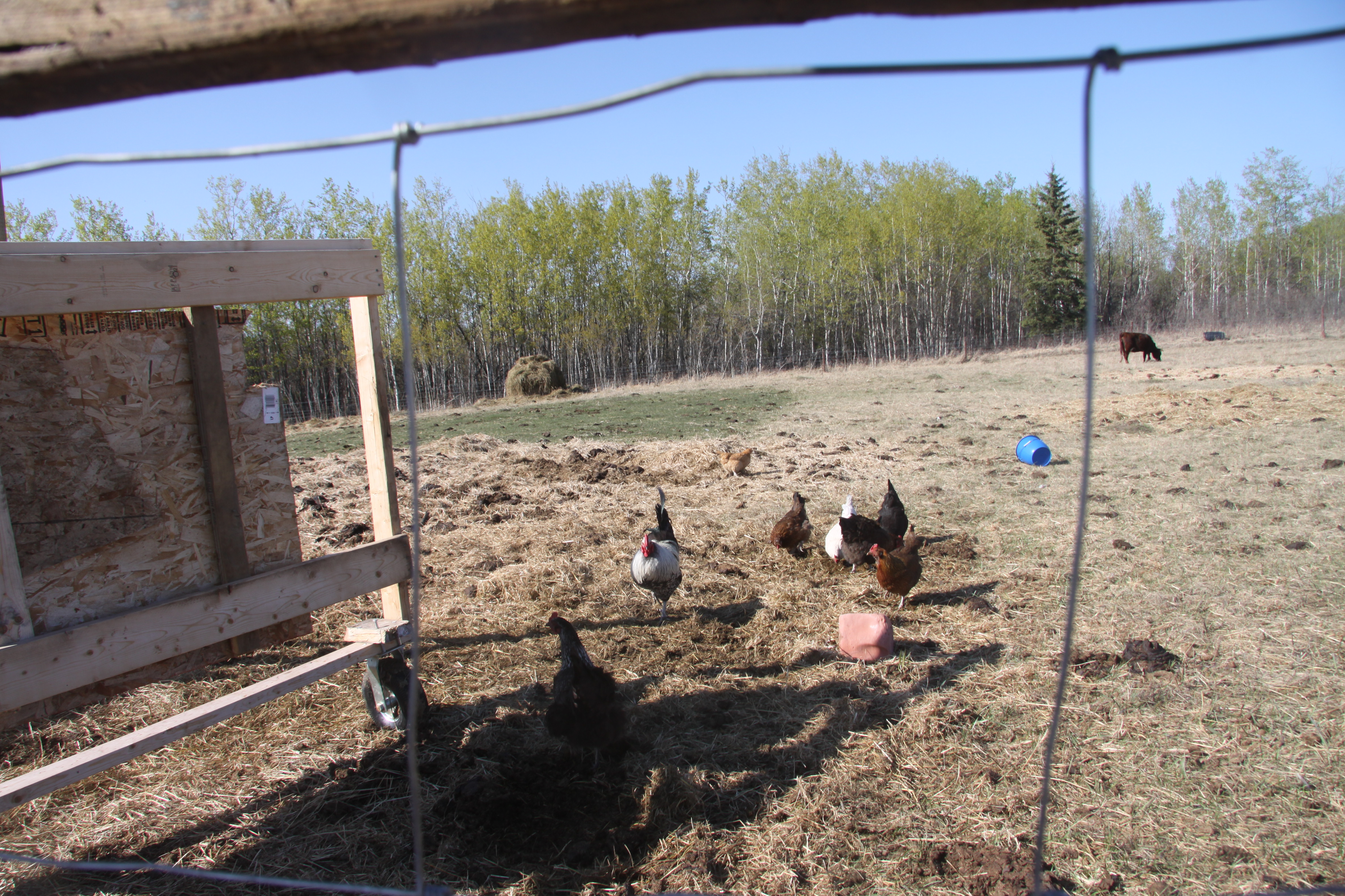 Chickens in the cow pasture