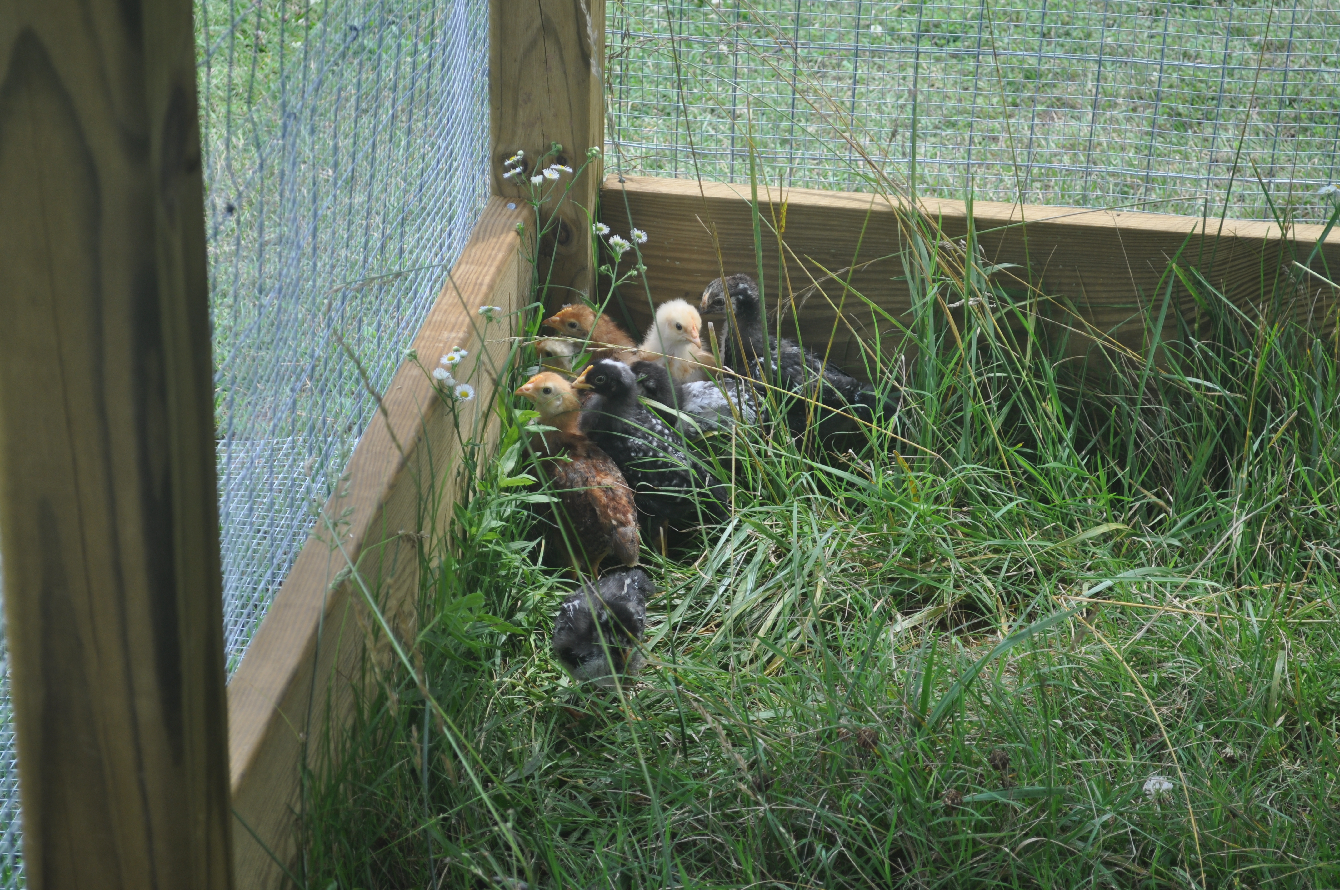 Chickens in the grass.