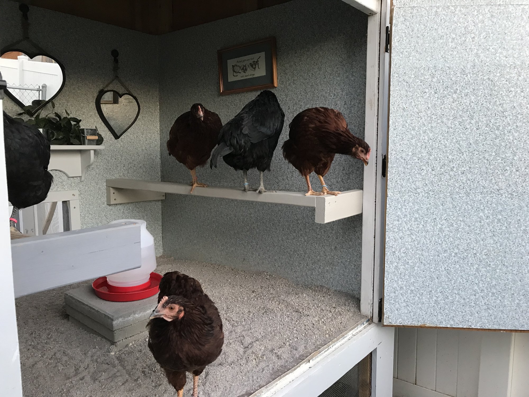 Chickens In The Hen House