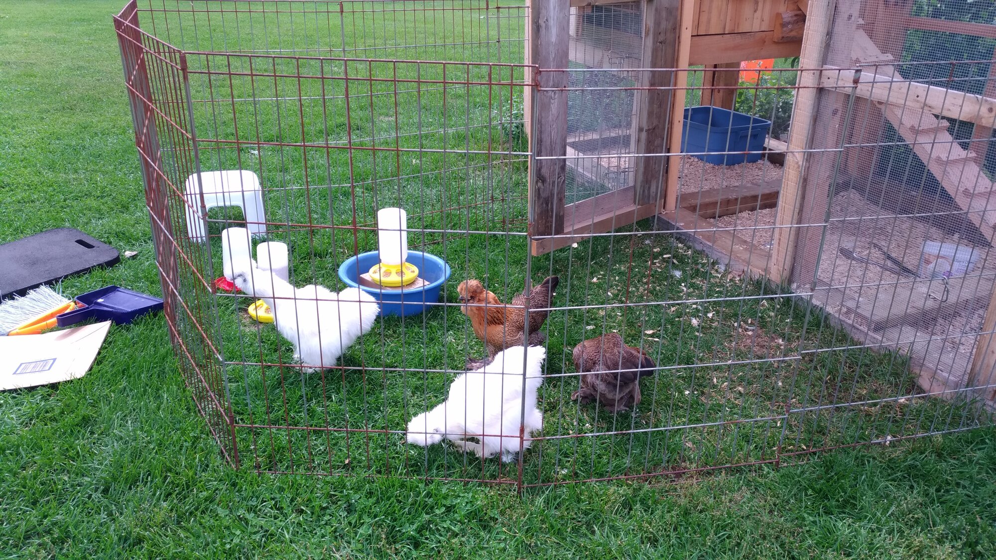 Chickens in the 'play yard'