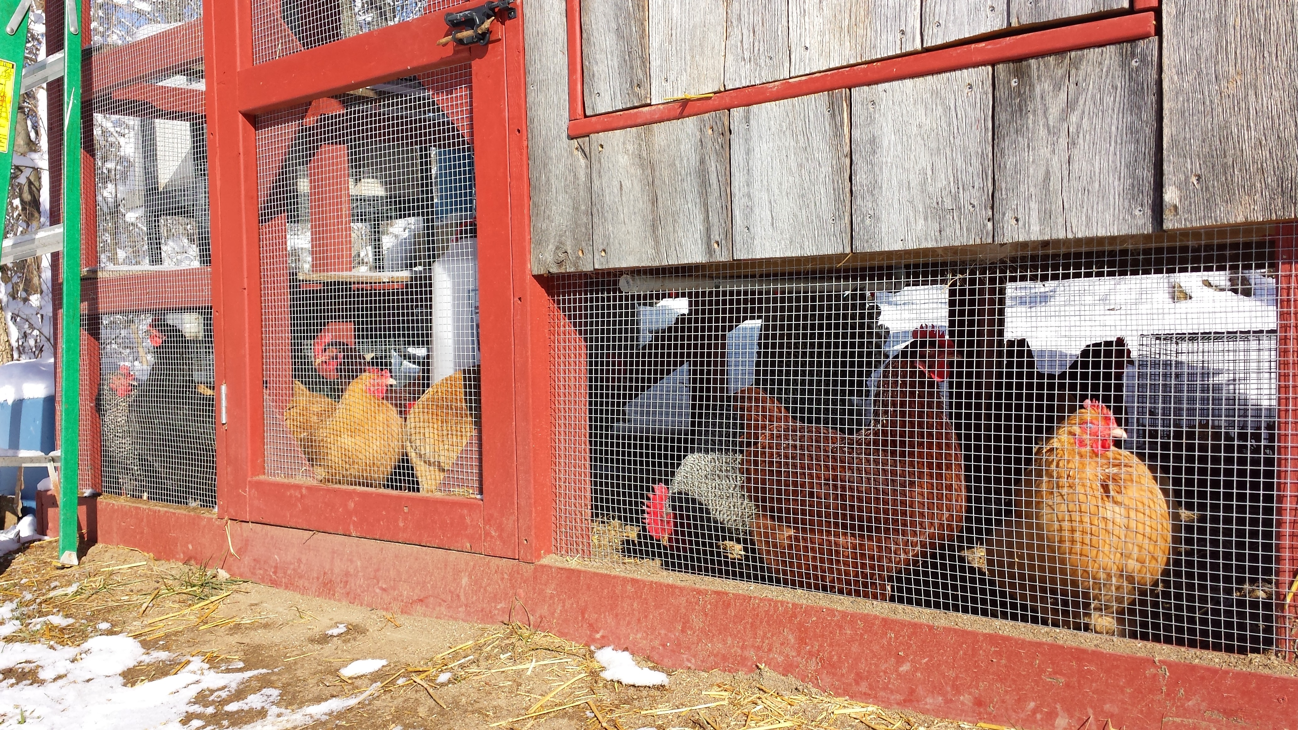 Chickens in the run December 2013.