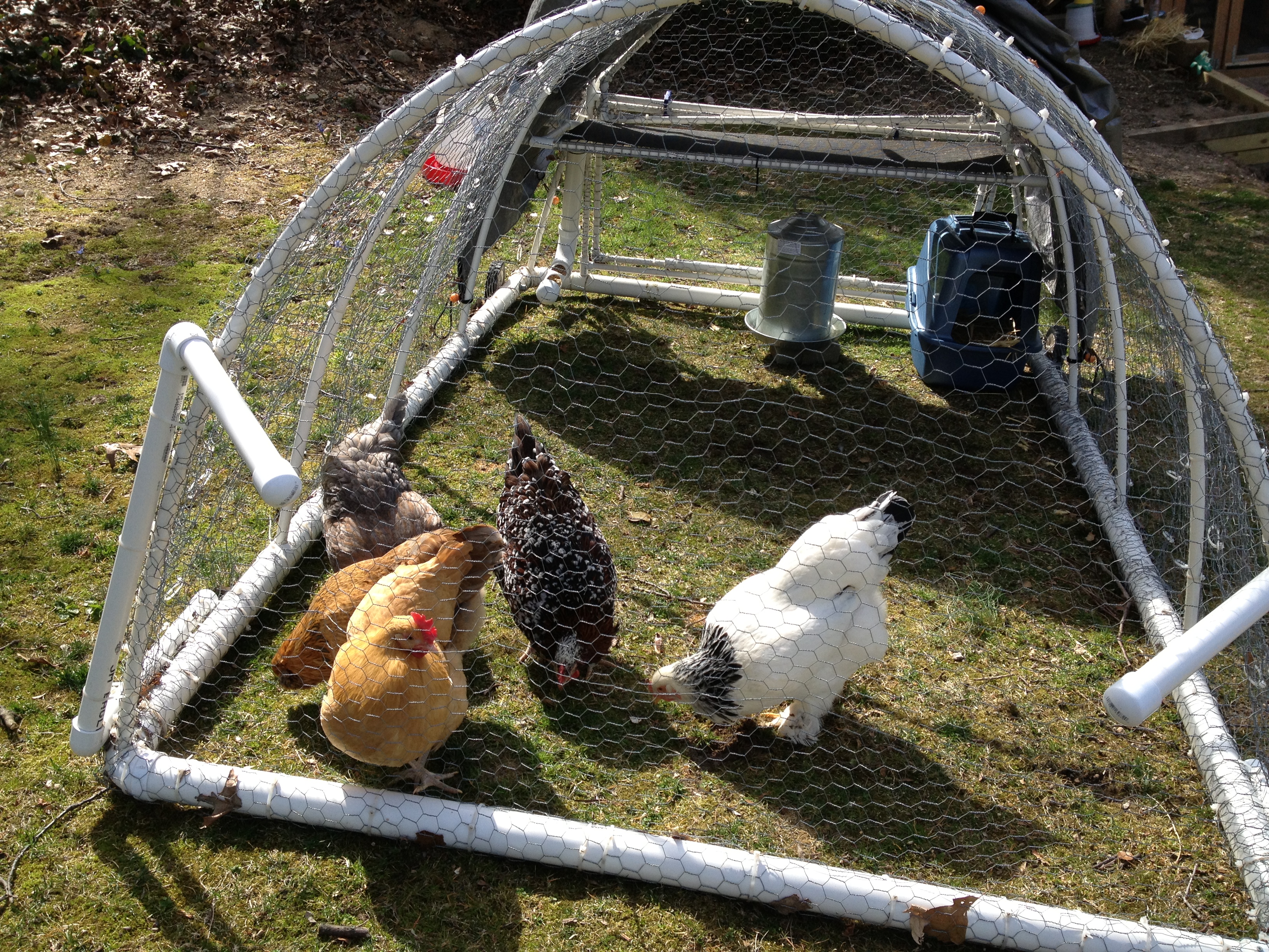 Chickens in the Tractor