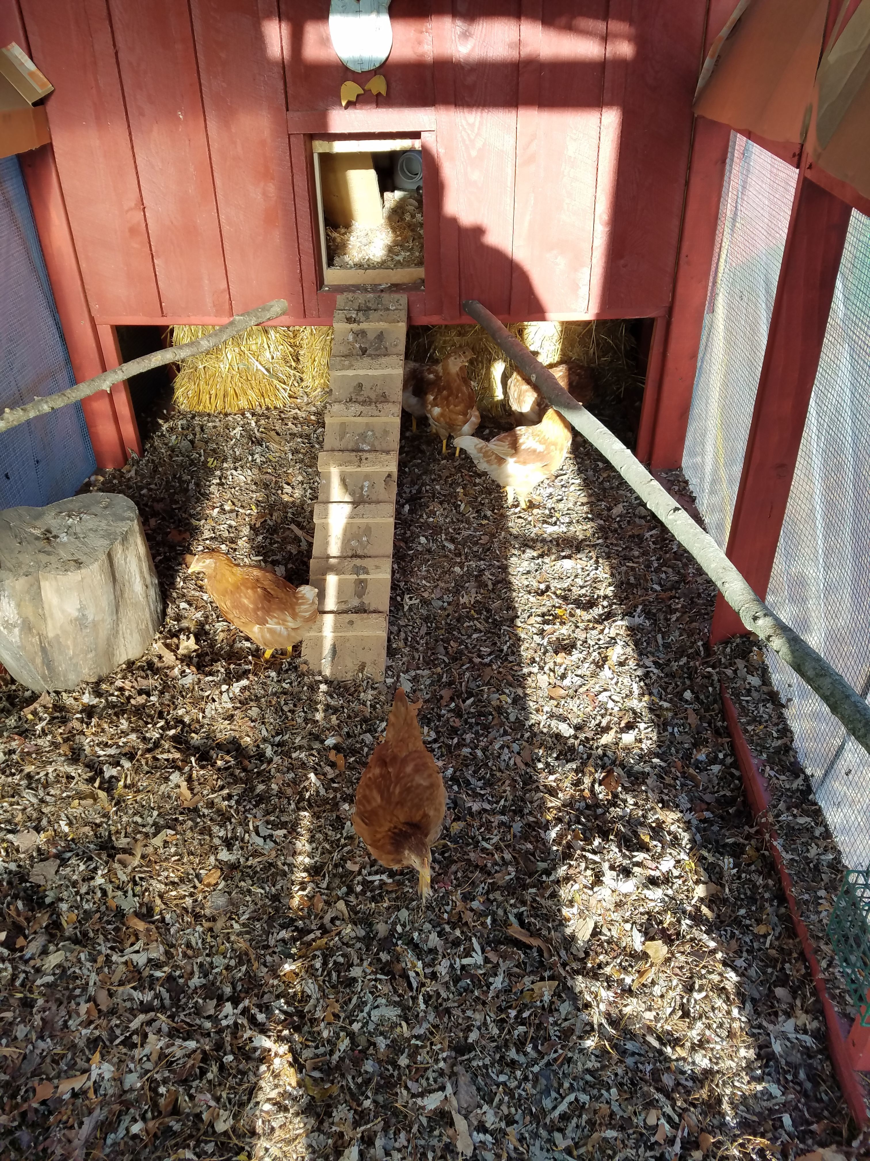 chickens in their new home enjoying a sunny 29 degree morning out in the run, I put straw bales under the front of the coop until the chickens learn to go in the coop at night  on their own
