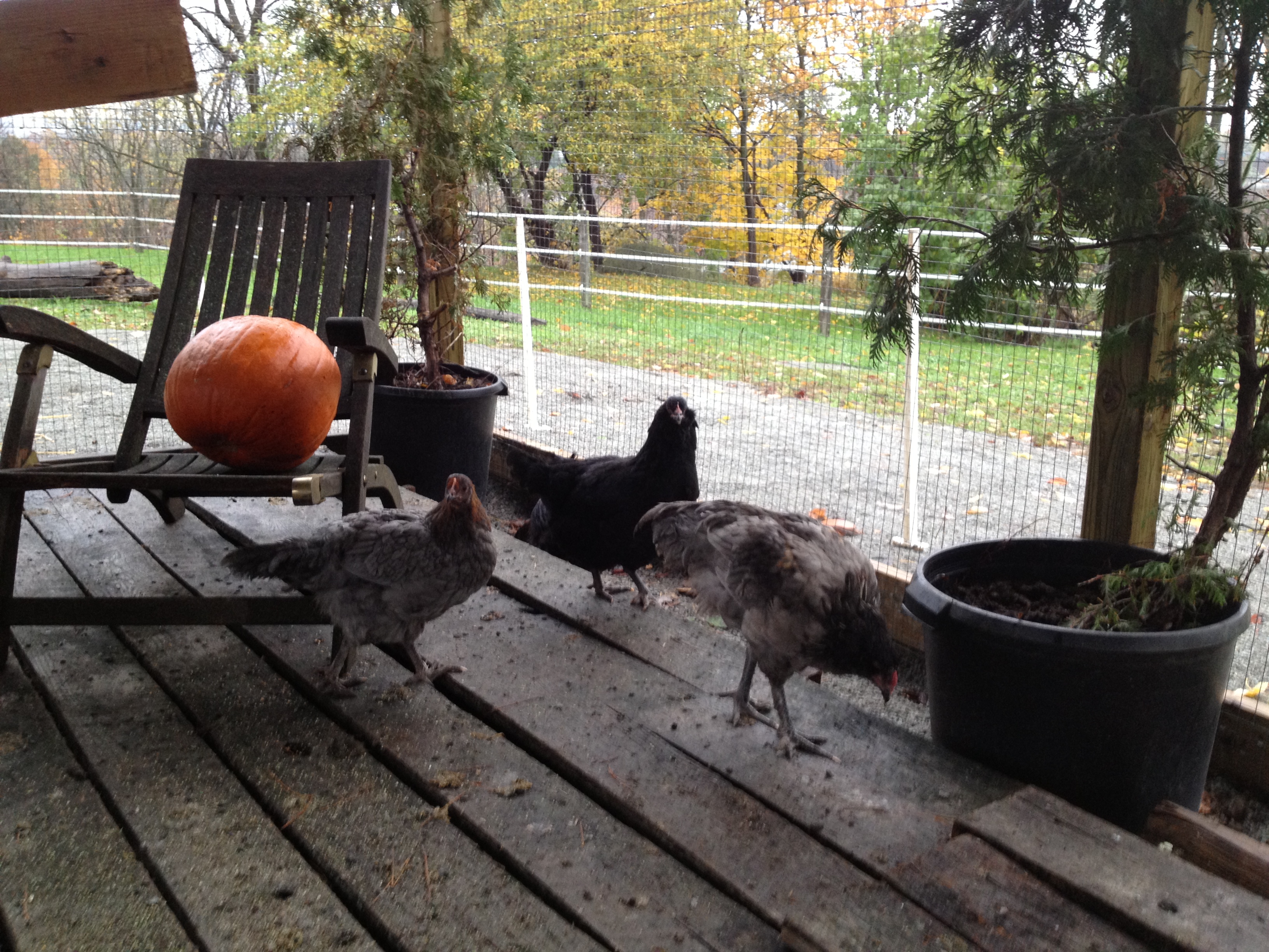Chickens in their new run.  Was going to throw out this chair but instead put it in the run for the chickens to perch on for the coming winter.   
The boards are covering one of the composting grazing beds that I'm saving for later in winter.