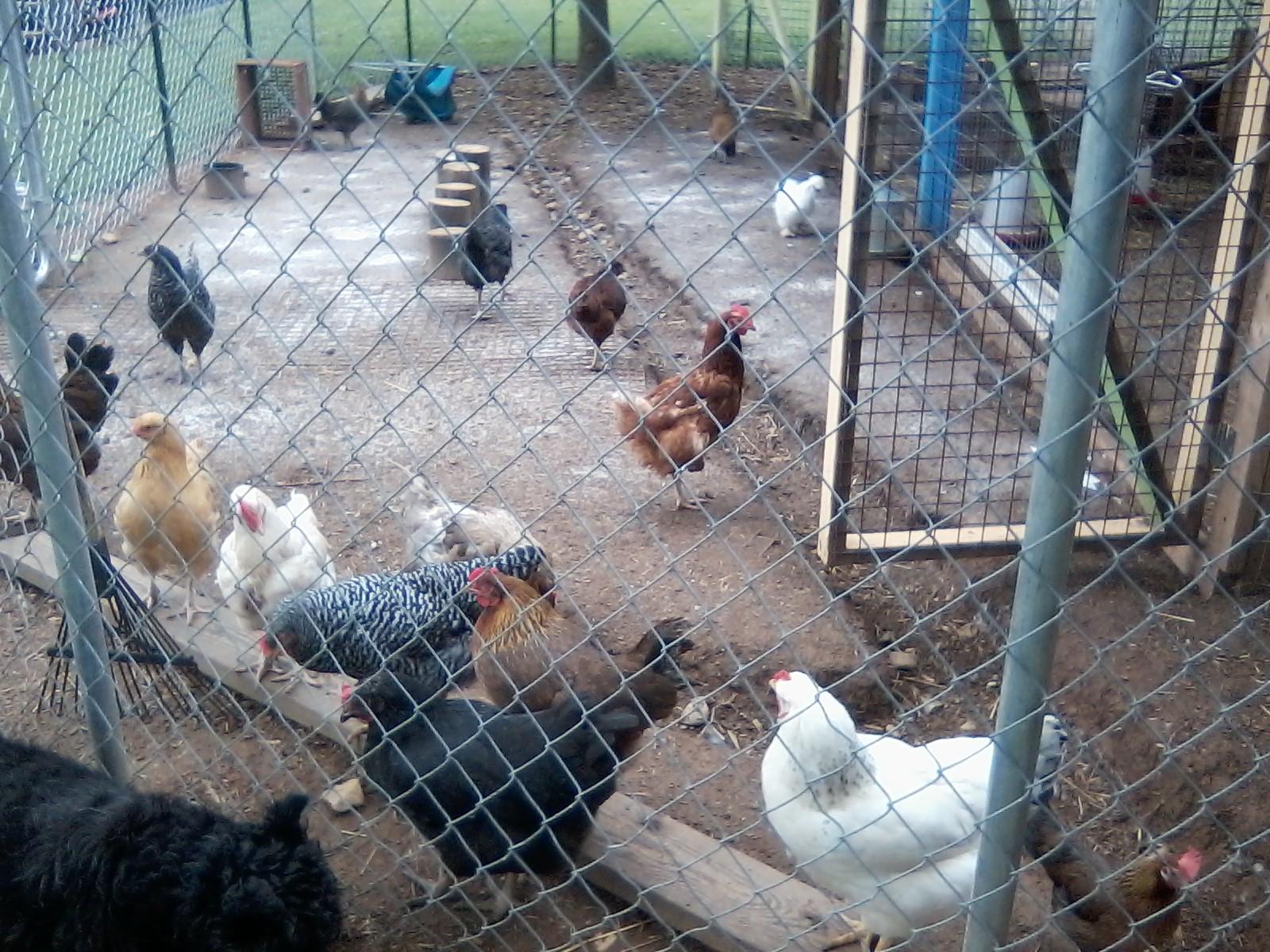Chickens in their run.