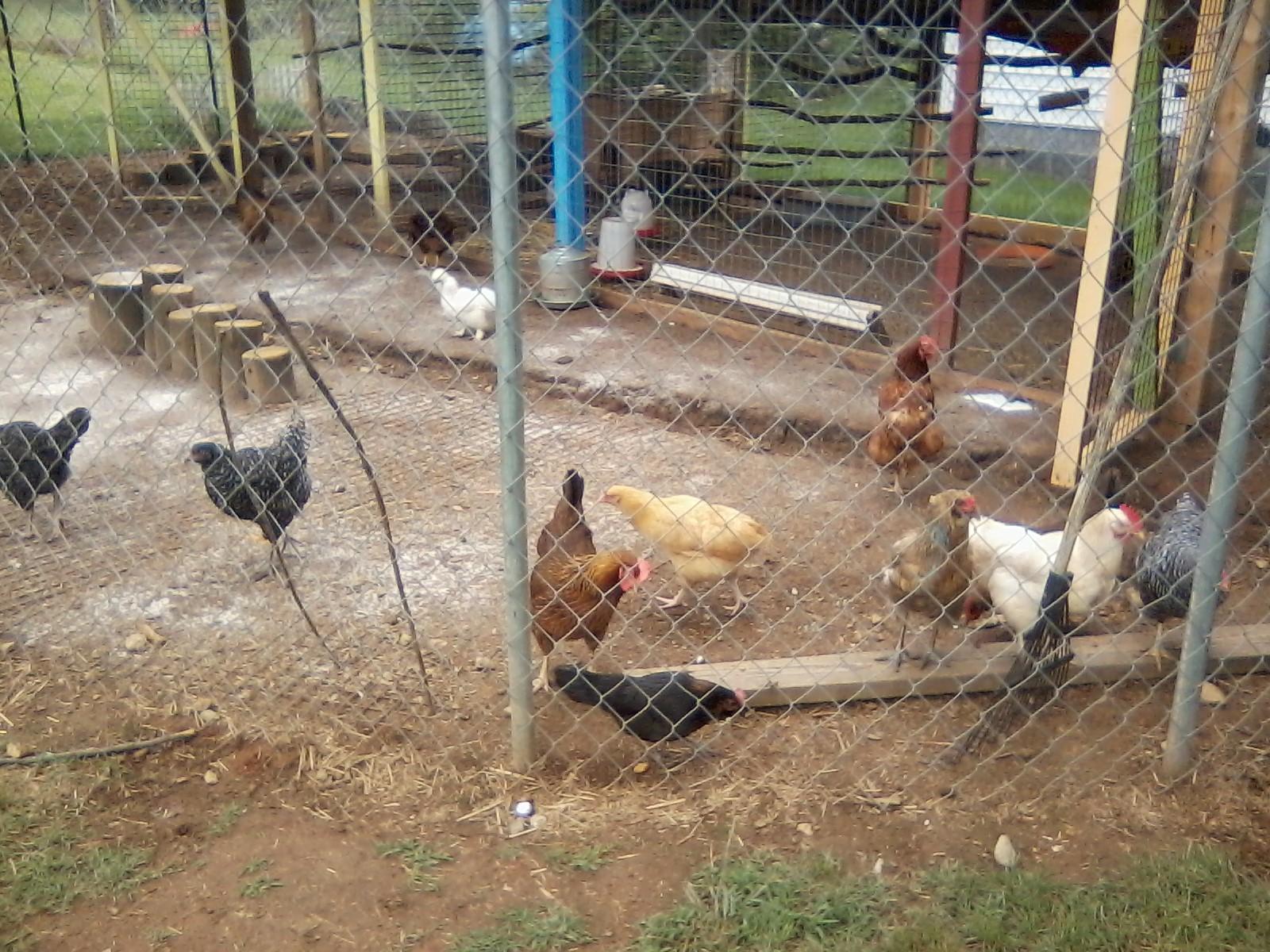 Chickens in their run