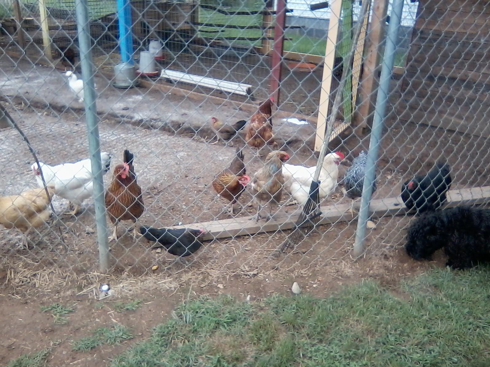 Chickens in their run