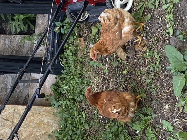 Chickens.jpeg