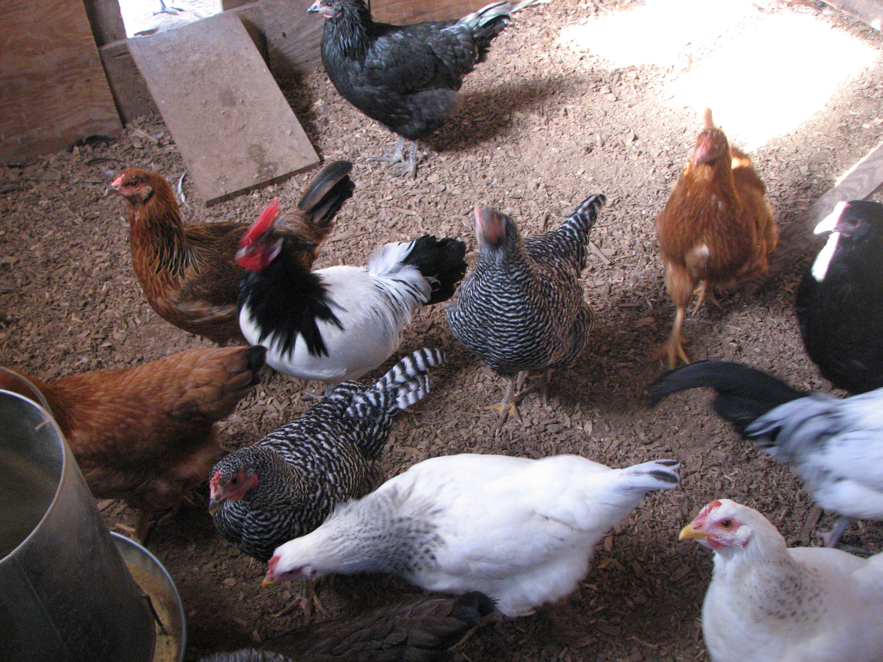 chickens lining up to eat
